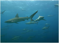 A large school of Galapagos sharks at Maro Reef.