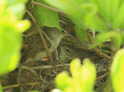 A male Nihoa Millerbird, B/G:S/O, visits his mate at their nest.