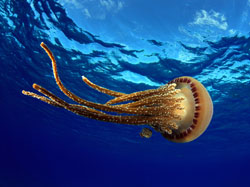 Jellyfish at Pearl and Hermes. Credit: Greg McFall