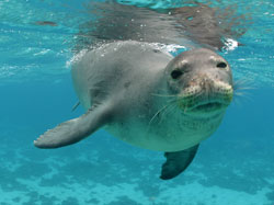 Hawaiian monk seals are endemic to the Hawaiian Archipelago.