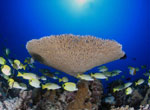 Table coral and fishes at Rapture Reef in French Frigate Shoals.
