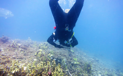 UH-Hilo QUEST student Keelee Martin documents the size, species and health of adult and juvenile coral colonies at French Frigate Shoals.