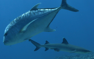 High-level predators, like this ulua (giant trevally) and whitetip reef shark, frequently pass through French Frigate Shoals.