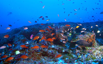 This deep reef  fish community at Kure Atoll is composed of 100% Hawaiian endemic species, the highest level of endemism known from any marine ecosystem on Earth.