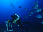 NOAA scientific diver followed by large ulua while conducting coral reef surveys at Pearl and Hermes Atoll, 200 feet.